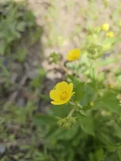 Idaho sticky cinquefoil thumbnail 1