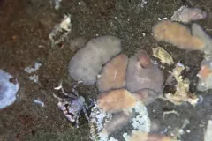 Notoplana atomata thumbnail 4