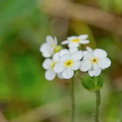Lehmann's rockjasmine thumbnail 4