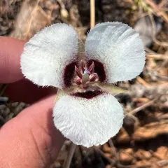 Umpqua mariposa lily thumbnail 3