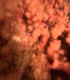 Northern Blood Star thumbnail 4