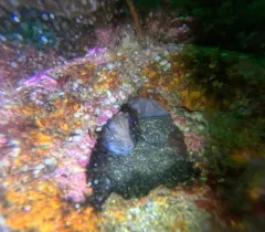 Atlantic Wolffish thumbnail 3