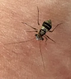 Mesopsocus unipunctatus thumbnail 3