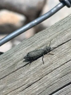 Epicauta oregona thumbnail 2