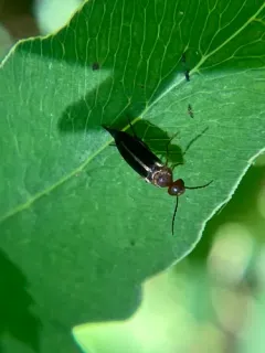 Mordellistena fuscipennis thumbnail 3