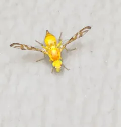 Sunflower Maggot Fly thumbnail 3