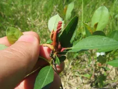Taphrina flavorubra thumbnail 4