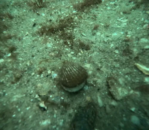 Northern Cardita