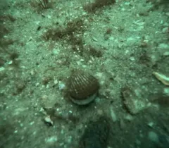 Northern Cardita thumbnail 1