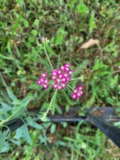 Asian Yarrow thumbnail 2
