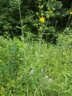Starry rosinweed thumbnail 2