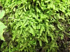Recurved Brotherella Moss thumbnail 4