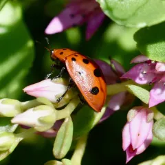 Argus Tortoise Beetle thumbnail 2