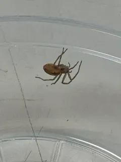 Cricket Thief Spider thumbnail 2