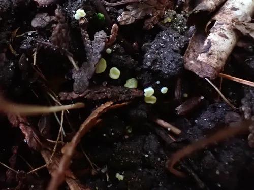 Pseudoboubovia benkertii