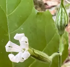 Night-flowering Catchfly thumbnail 2