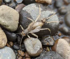 Shortwing Stonefly thumbnail 2
