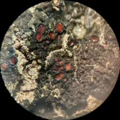 Bachman's Jelly Lichen thumbnail 3