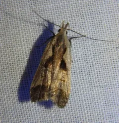 Bilobed Dichomeris Moth thumbnail 3