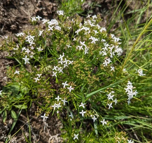 diamond-flowers