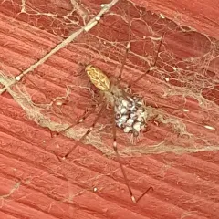 Marbled Cellar Spider thumbnail 3