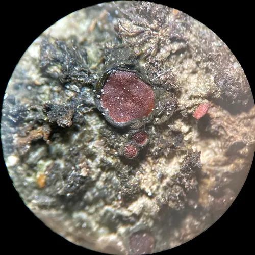 Jelly Lichen