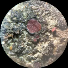 Jelly Lichen thumbnail 1