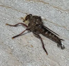 False Bee-Killer thumbnail 3