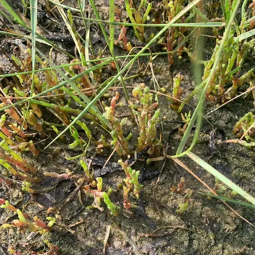 Common Glasswort