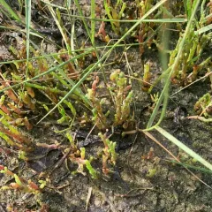 Common Glasswort thumbnail 1