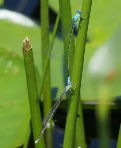Attenuated Bluet thumbnail 3