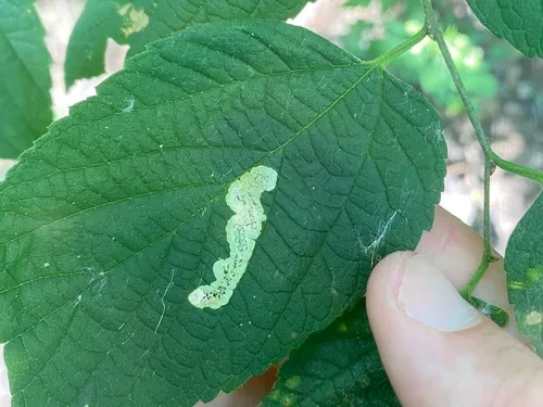 Agromyza pallidiseta