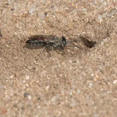 Tachysphex similis thumbnail 2