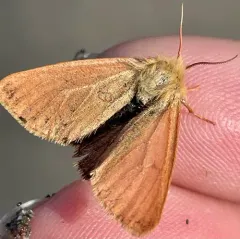 Wandering Tiger Moth thumbnail 4