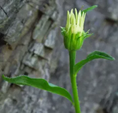 Olympic Aster thumbnail 4