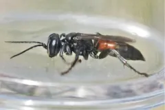 Tachysphex pompiliformis thumbnail 3