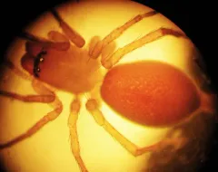 Clubiona trivialis thumbnail 2