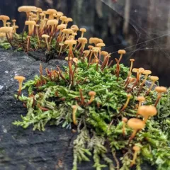 Cross-veined Troop Mushroom thumbnail 2