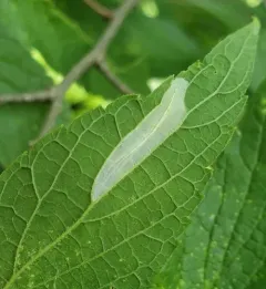 Phyllonorycter celtifoliella thumbnail 2