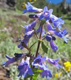 Broadleaf Beardtongue thumbnail 4