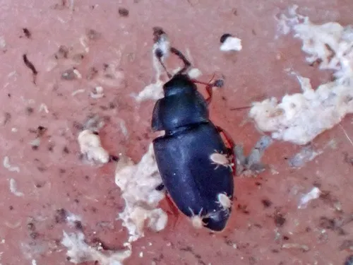 Nitidula rufipes
