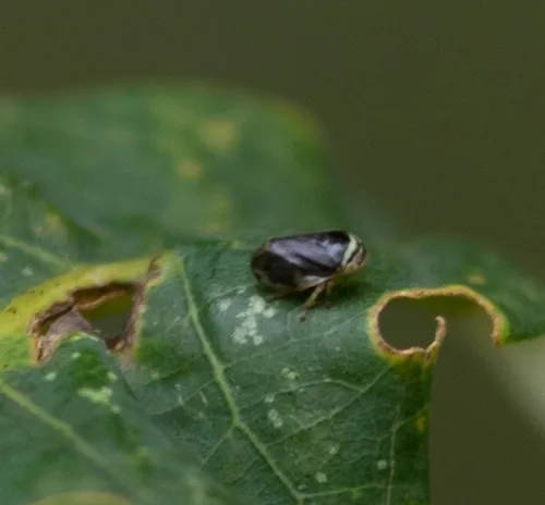 Clastoptera testacea