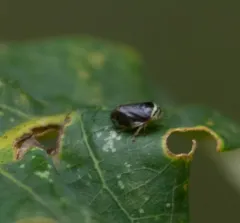 Clastoptera testacea thumbnail 1