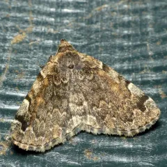 Greater Idia Moth thumbnail 2