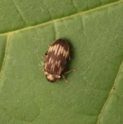 Marked Death-watch Beetle thumbnail 3