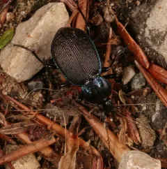 Small Snail-eating Ground Beetle thumbnail 2