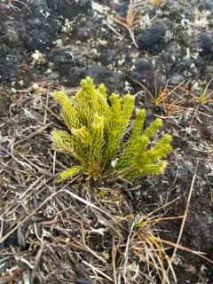 Arctic firmoss thumbnail 4