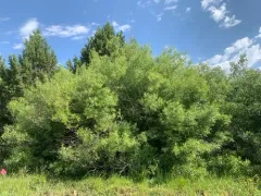 Lemmon's willow thumbnail 1
