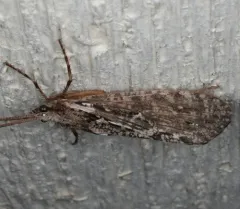 Rush Sedge Caddisfly thumbnail 3
