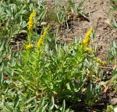west coast Canada goldenrod thumbnail 3